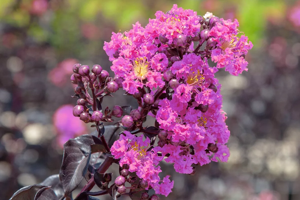 Lavender Lace™ Black Diamond Crape Myrtle Tree – 3 Gallon