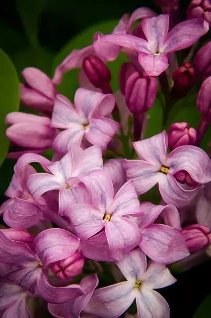 Lavender Lady Lilac