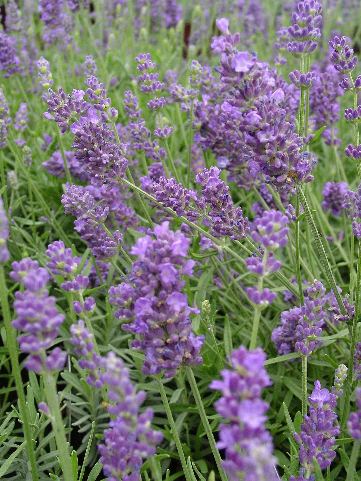 Lavender Lavance - 1 Gallon