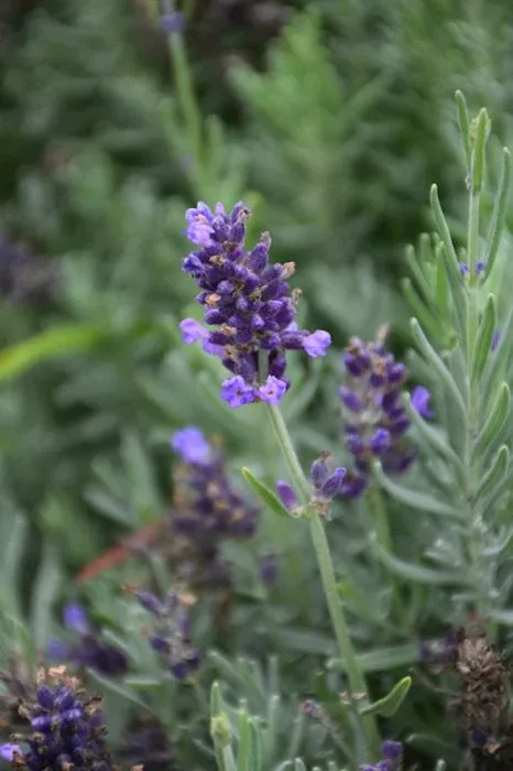 Lavender - Lavance Purple