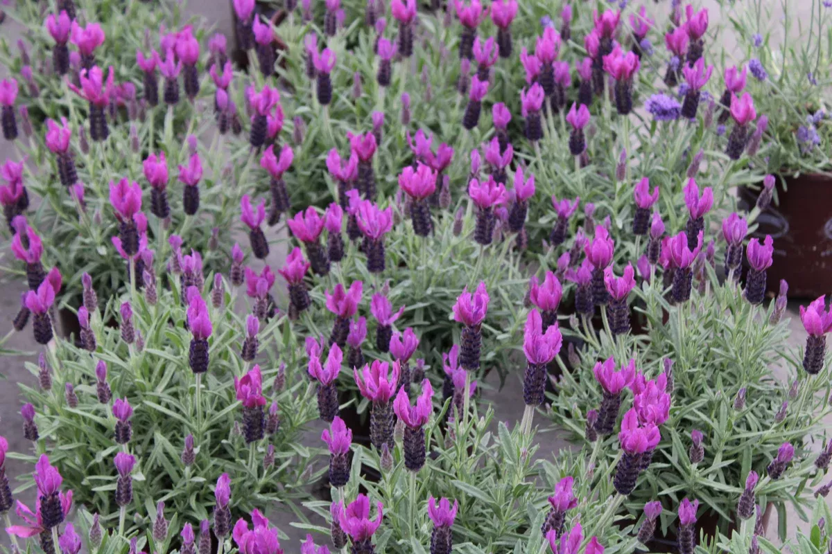 Lavender Primavera - 1 Gallon