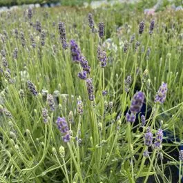 Lavender Super Blue