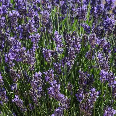 Lavender SuperBlue