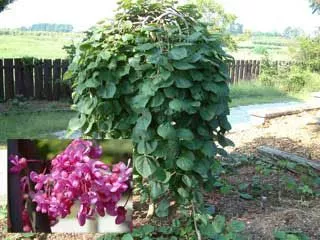 Lavender Twist Weeping Redbud Tree