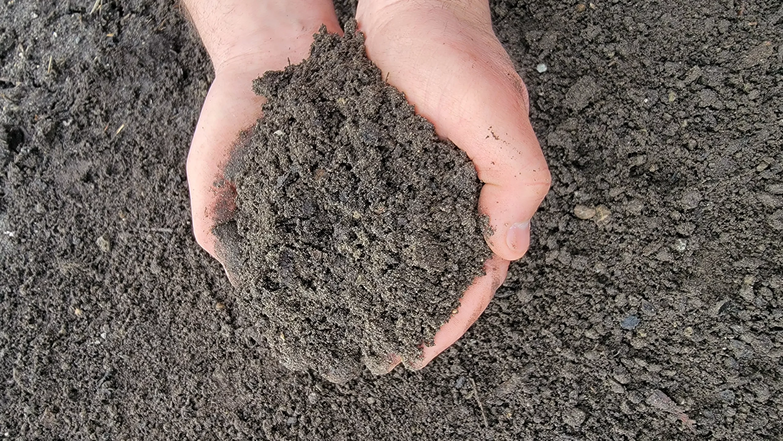 Lawn Mix Plus Bulk