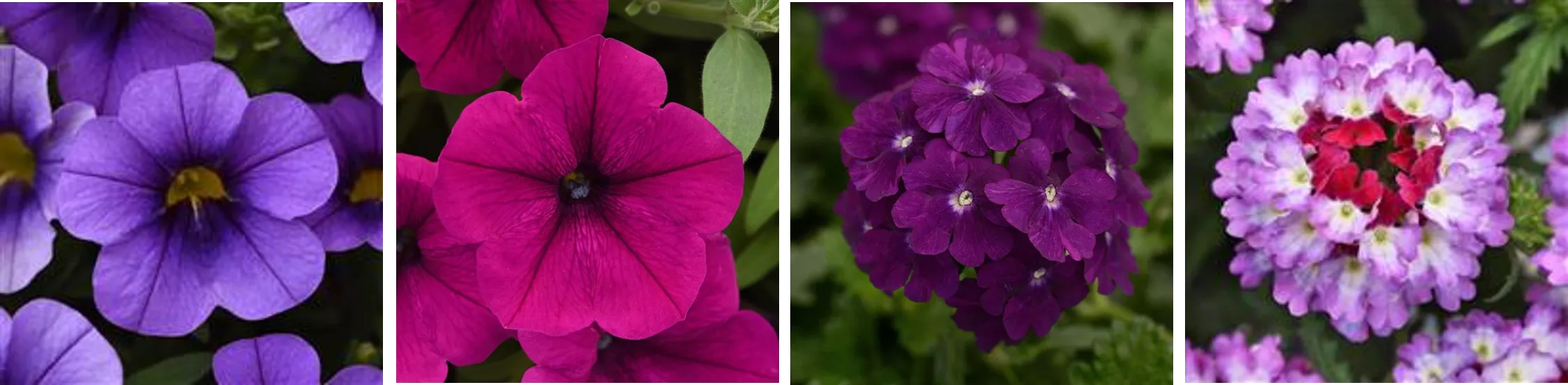 Ledger Combo Hanging Basket