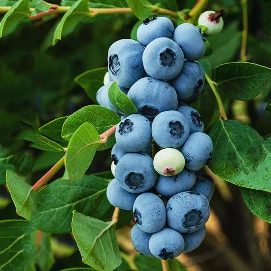 Legacy Blueberry