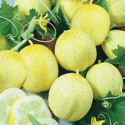 Lemon Apple (60 Days)