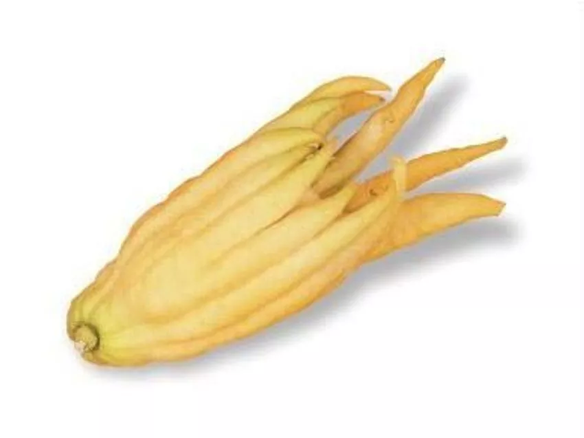 Lemon (Buddha’s Hand)