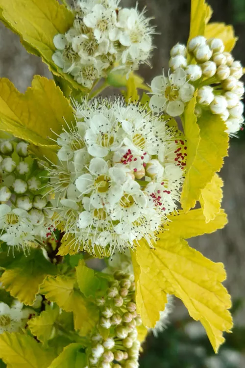 Lemon Candy Ninebark (Physocarpus) - 1 Gallon Pot