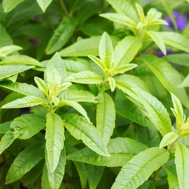 Lemon Certified Organic Verbena
