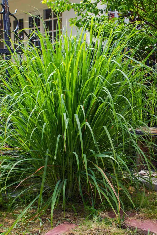 Lemon Grass Plant - 1 Gallon Pot