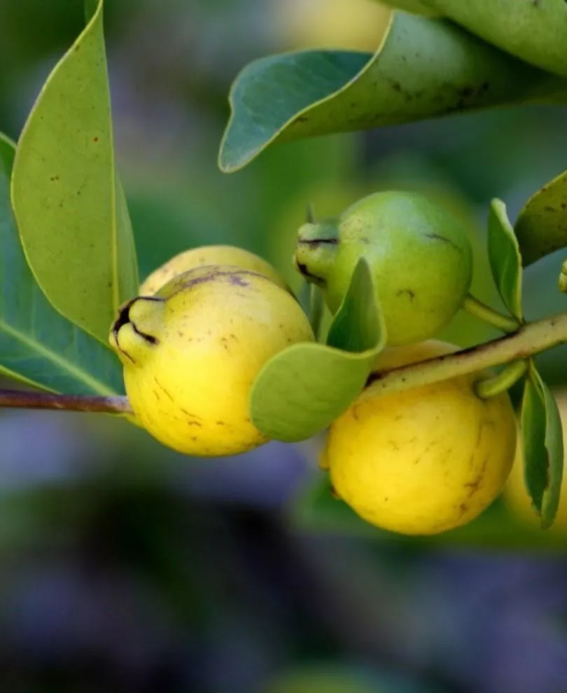 Lemon Guava – 1 Gallon Pot