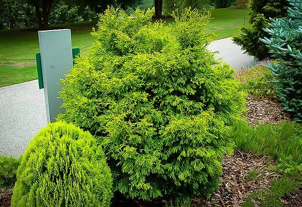 Lemon Twist Hinoki Cypress