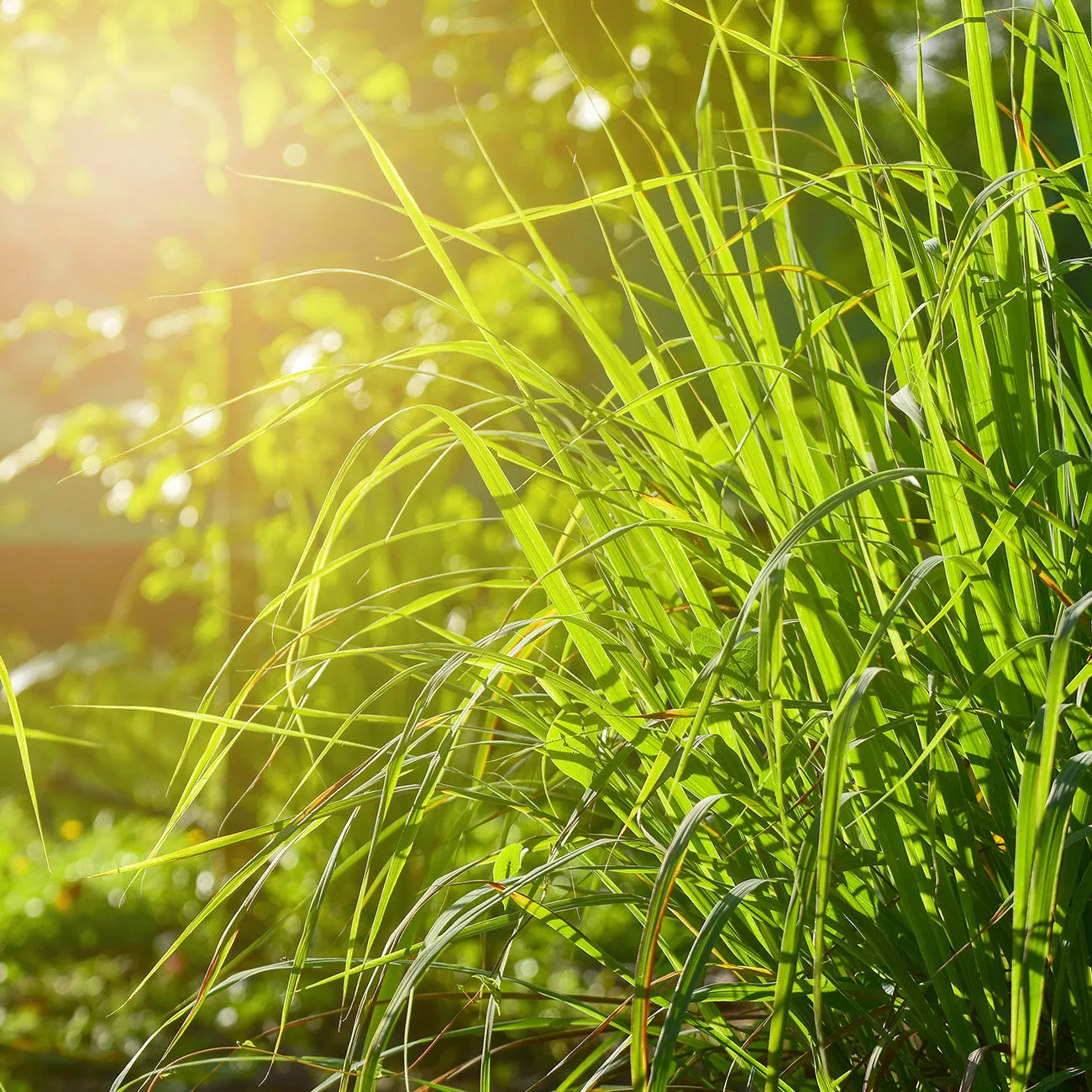 Lemongrass Plant – 1 Gallon / Single