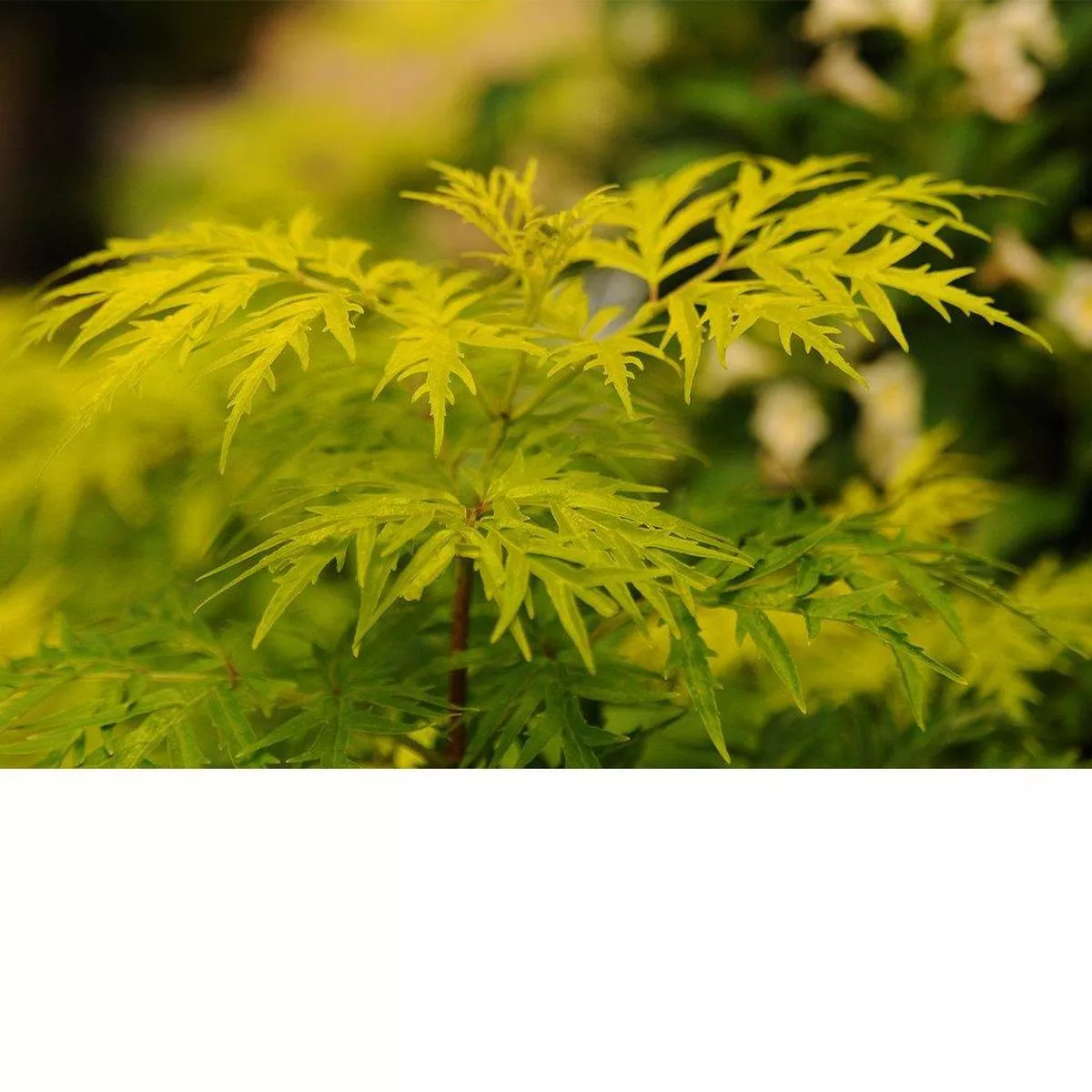 Lemony Lace Elderberry PW # 2 PW Cont