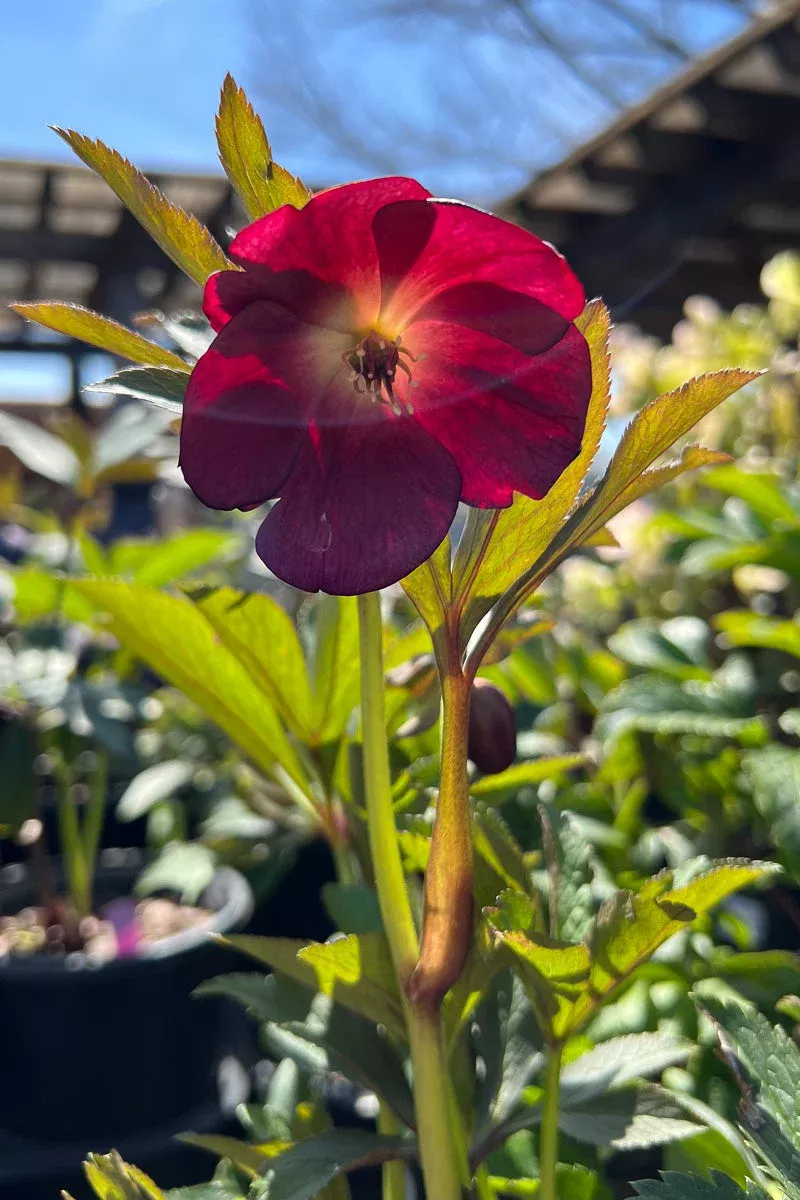 Lenten Rose, Rome In Red