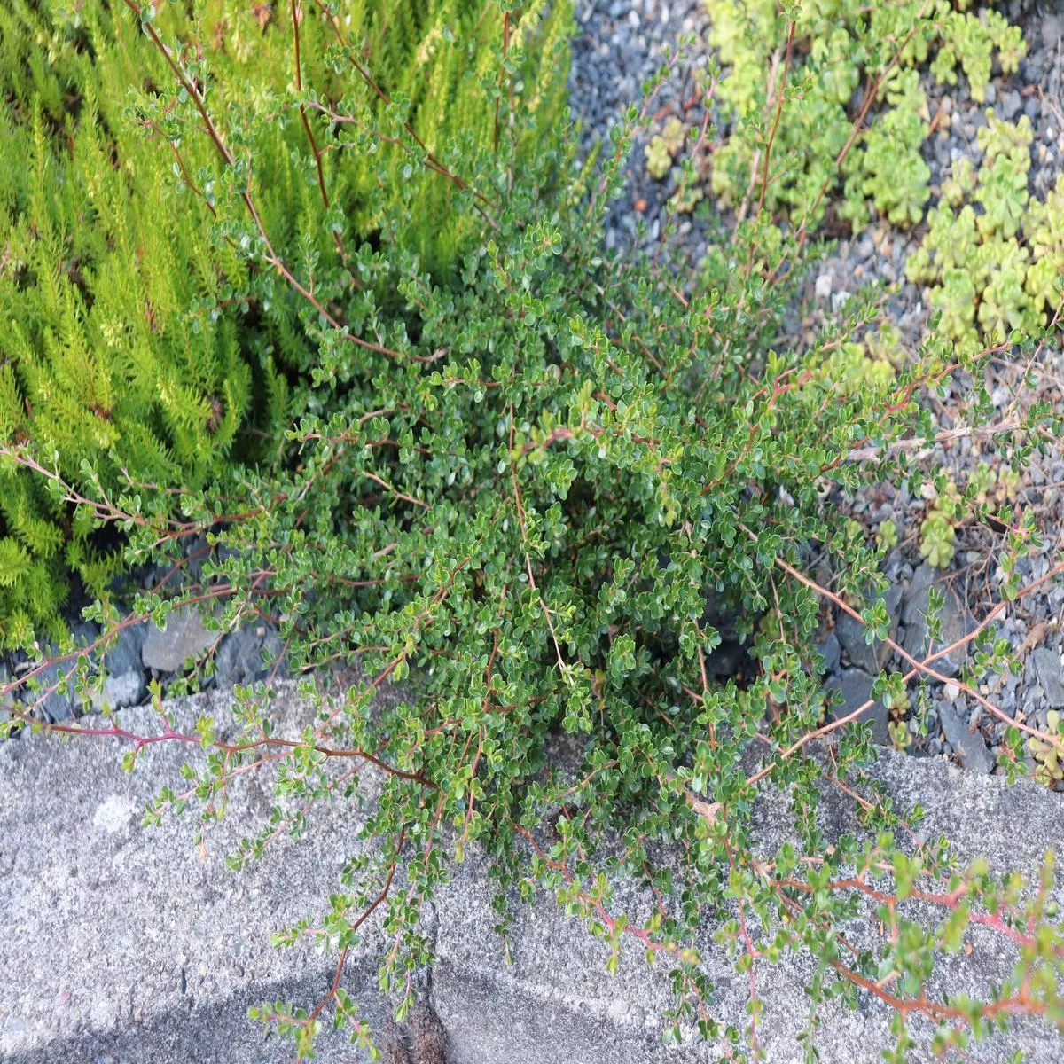 Leptospermum humifusum