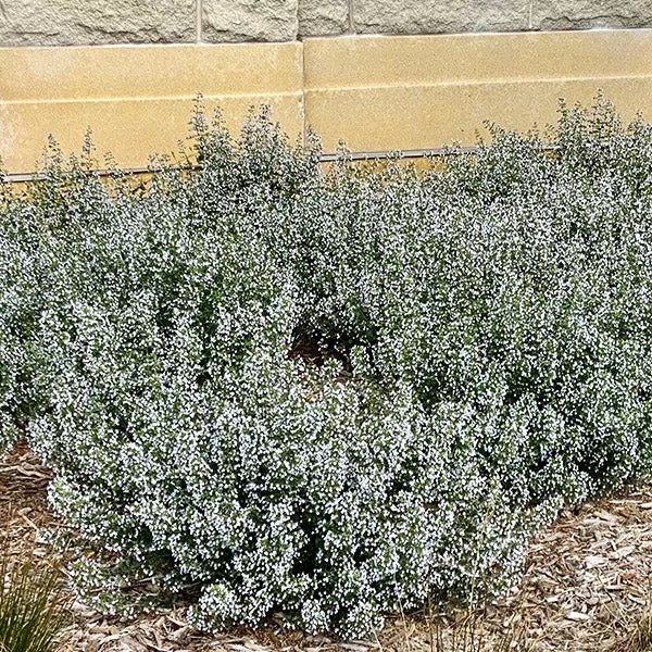 Lesser Calamint – #1 Container