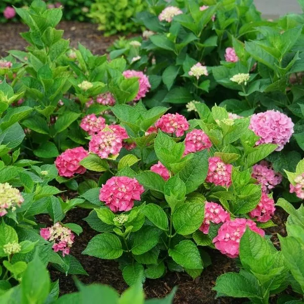Let’s Dance Big Band Hydrangea – #2 Container