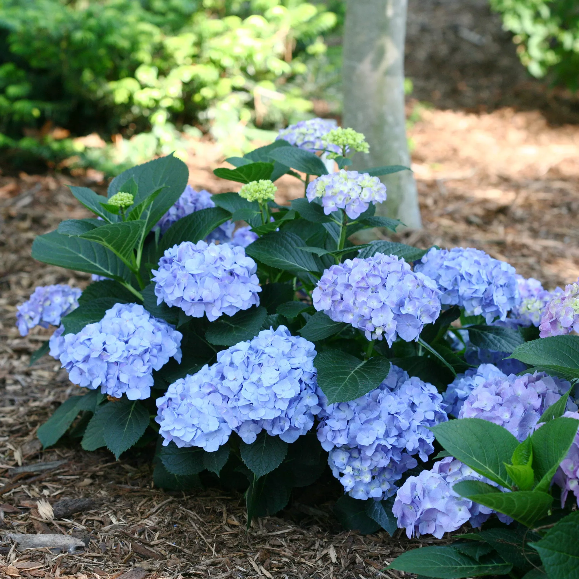Let’s Dance Blue Jangles Hydrangea Shrub – 3 Gallon