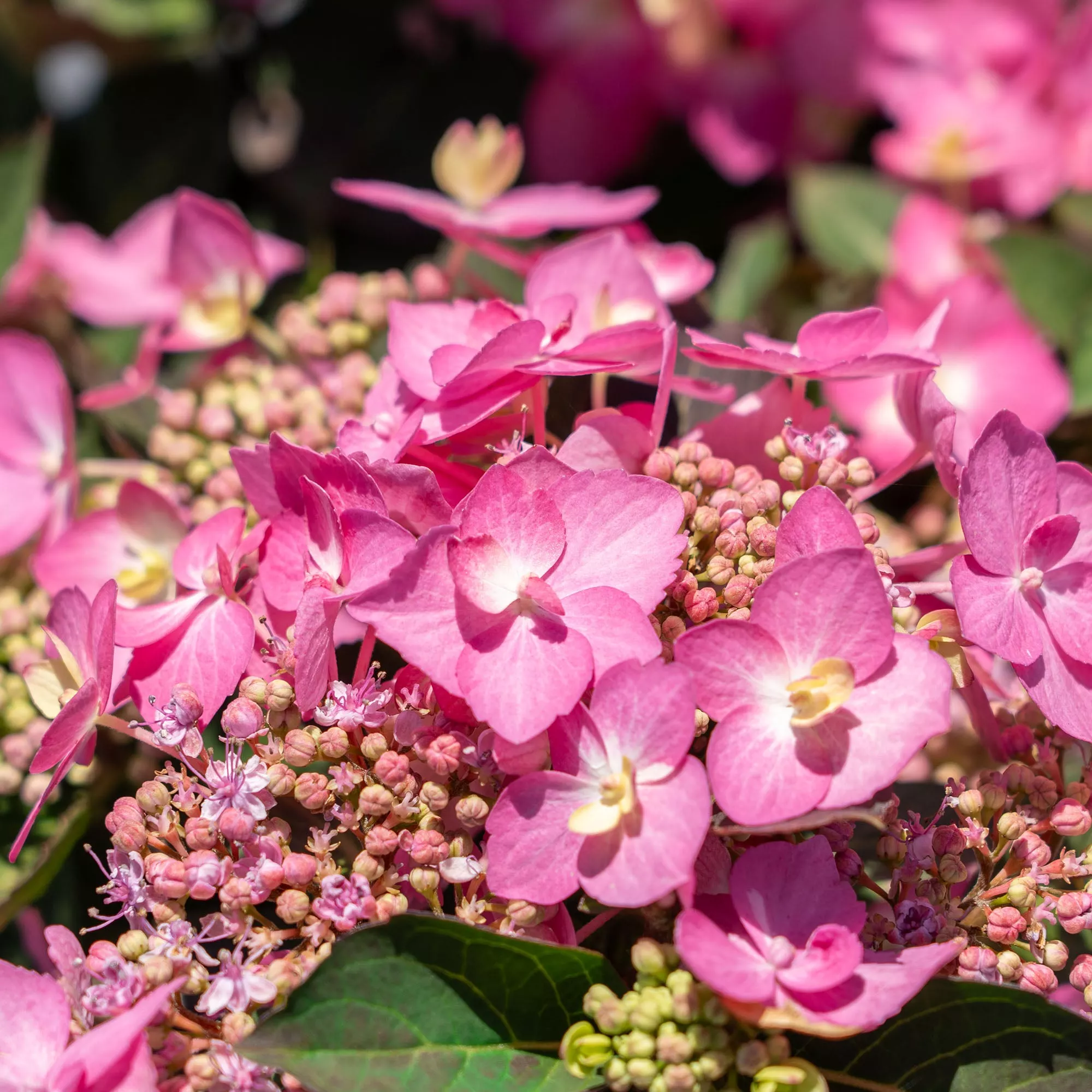 Let’s Dance Can Do! Hydrangea Shrub – 3 Gallon