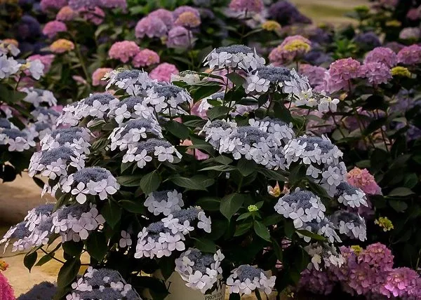 Let’s Dance Diva! Hydrangea
