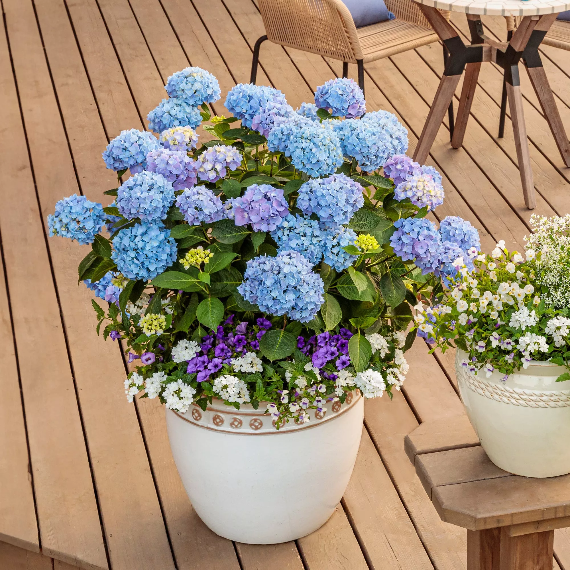 Let’s Dance Rhythmic Blue Hydrangea Shrub – 3 Gallon