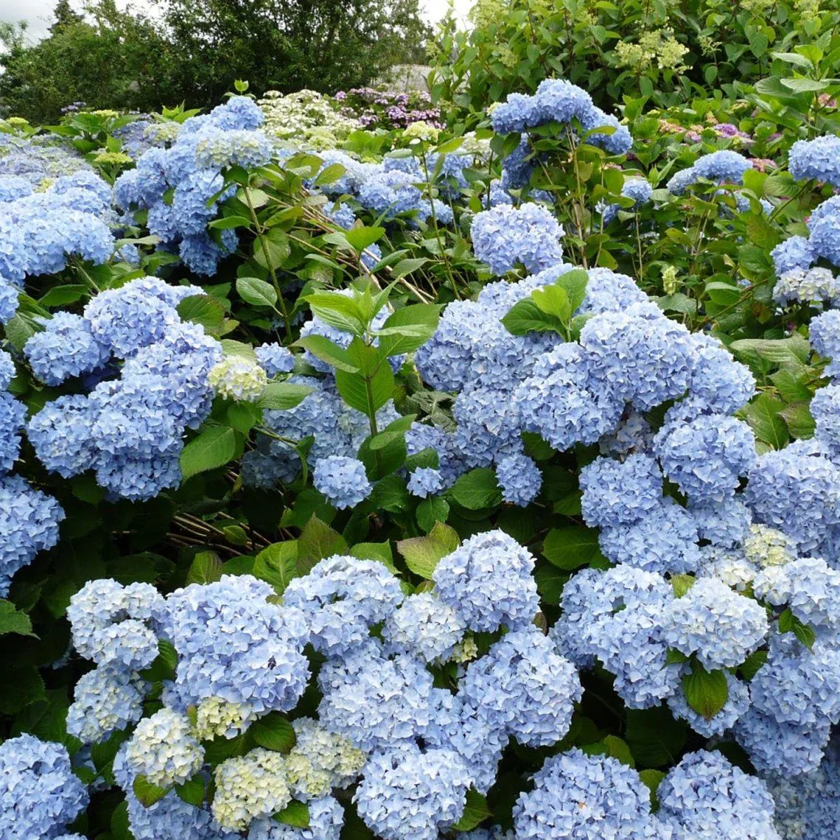 Let’s Dance Rhythmic Blue Hydrangea