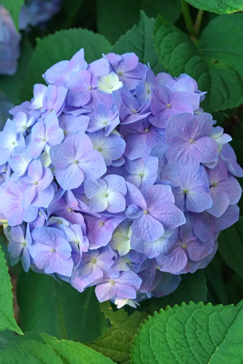 Let's Dance Sky View Reblooming Hydrangea - 3 Gallon Pot