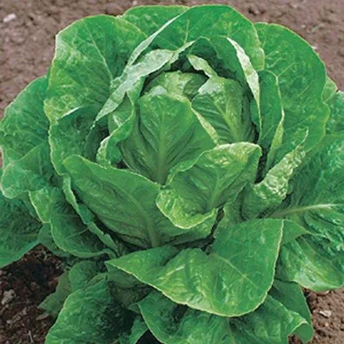 Lettuce Valley Heart (75 Days)