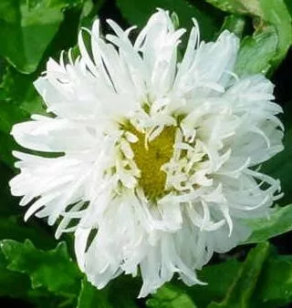 Leucanthemum s. 'Crazy Daisy' (30)ct Flat