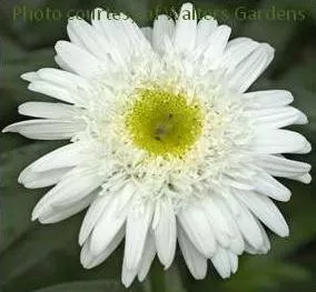 Leucanthemum s. 'Thomas Killen' (30)ct Flat