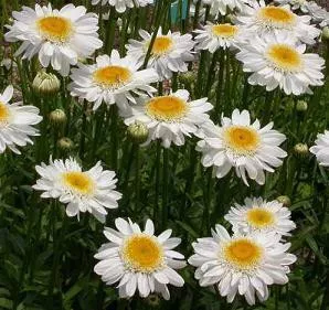 Leucanthemum x s. 'Sunny Side Up'