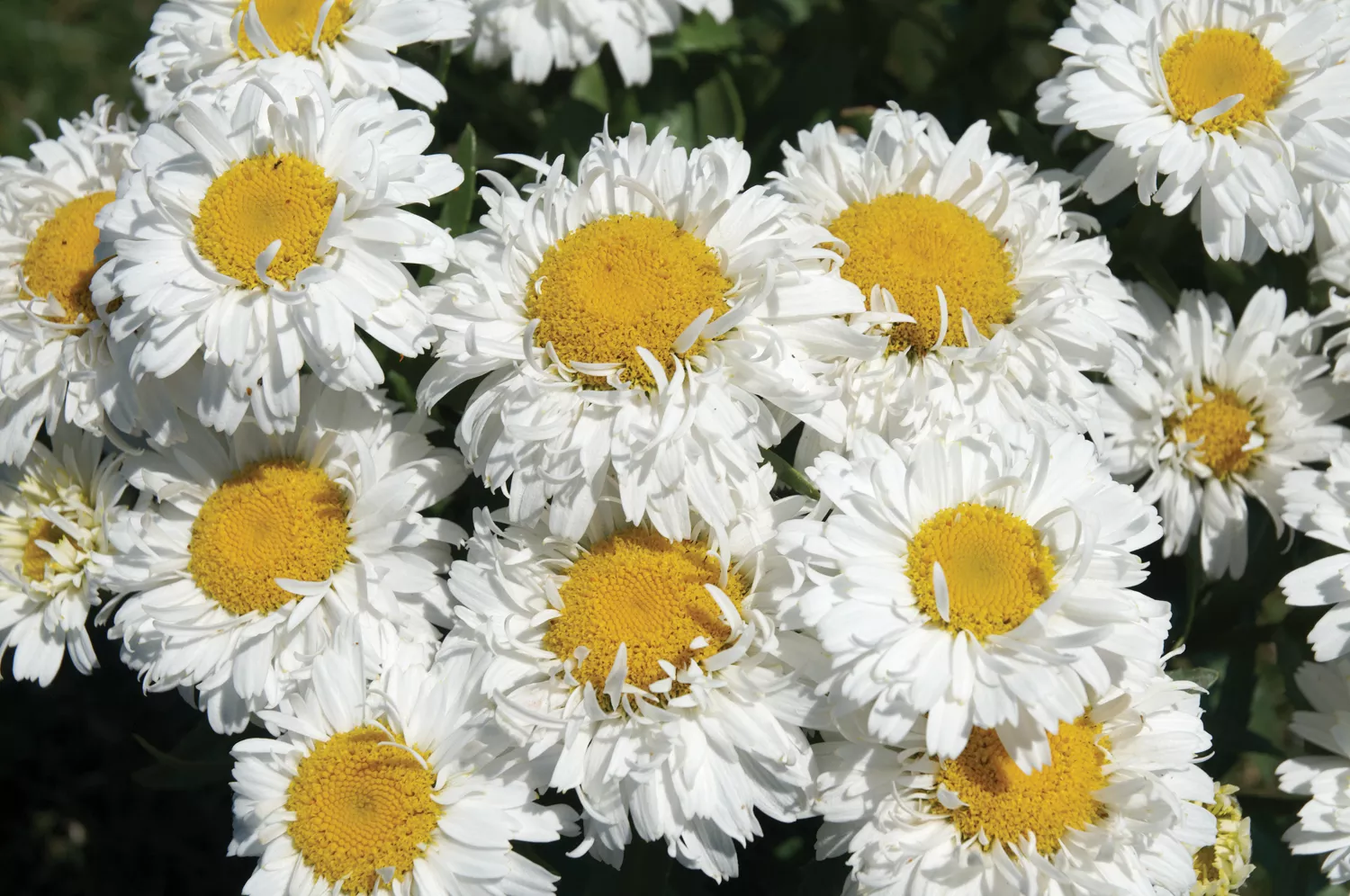 Leucanthemum x superbum ‘Freak’