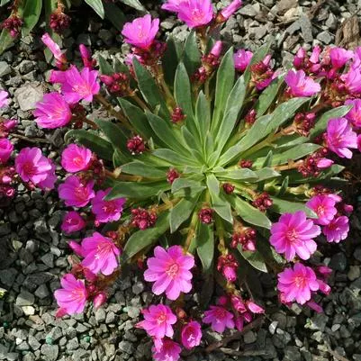 Lewisia ‘Constant Comment’