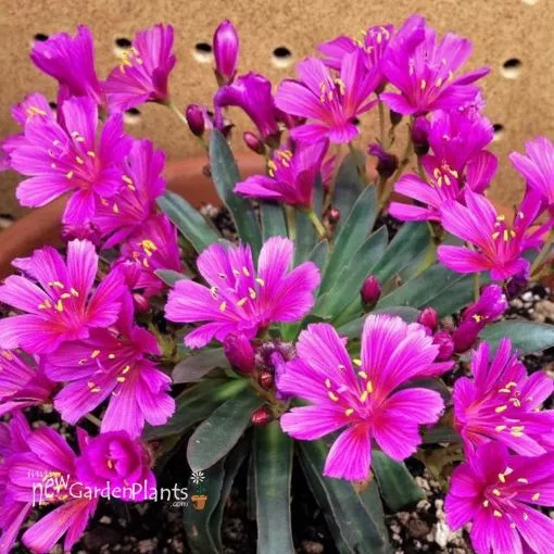 Lewisia 'Little Raspberry' - One Quart Pot