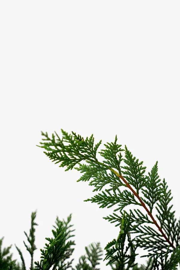 Leyland Cypress