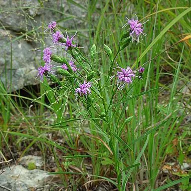 Liatris cylindracea