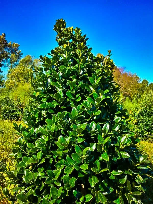 Liberty Holly
