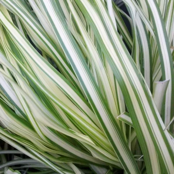 Lightning Strike Feather Reed Grass – #1 Container