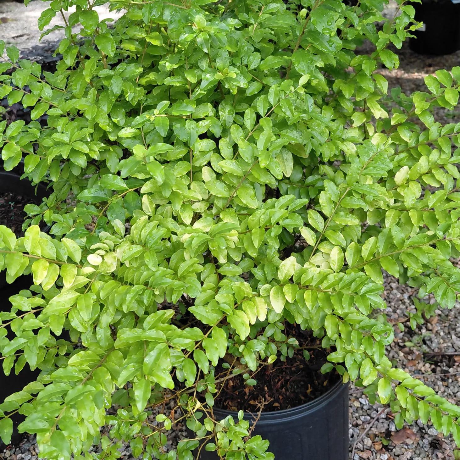 Ligustrum sinense ‘Sunshine’