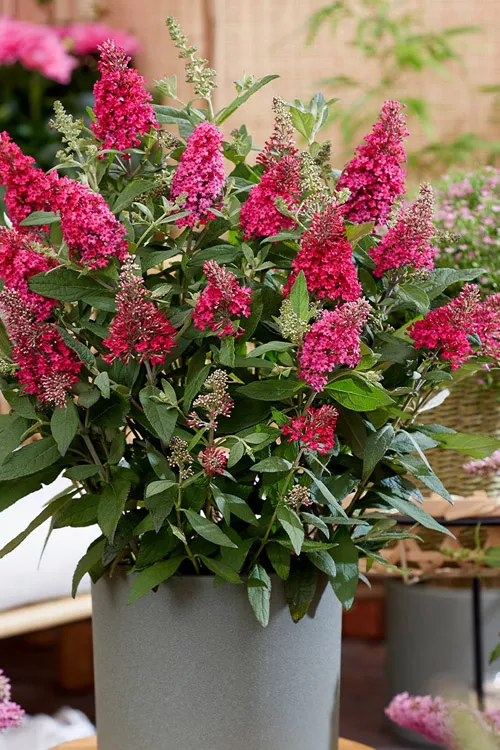 Lil Raspberry Butterfly Bush - 3 Gallon Pot