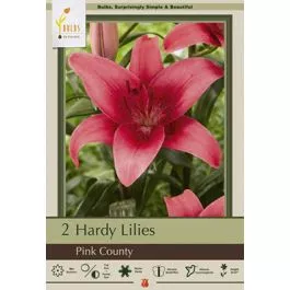 Lilium Asiatic Pink County 2PK