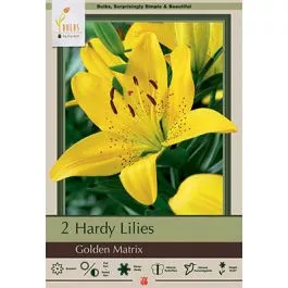 Lilium Golden Matrix 2PK