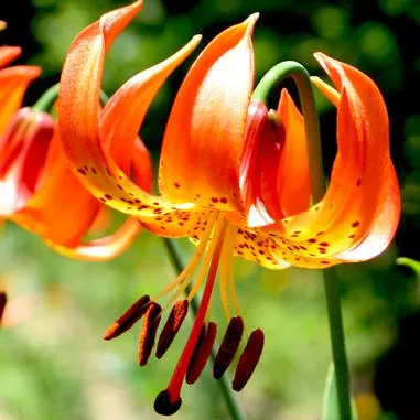 Lilium michiganense