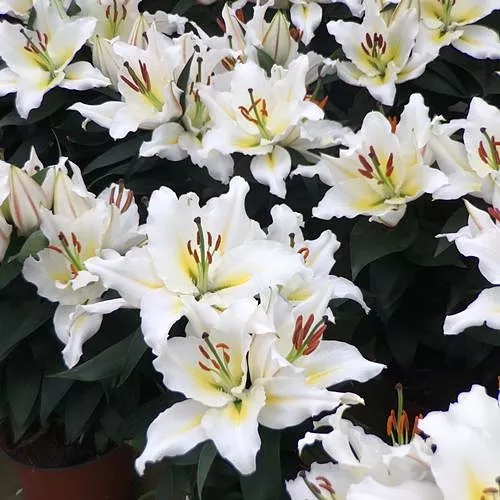 Lilium(Oriental)"Sunny Bahamas"