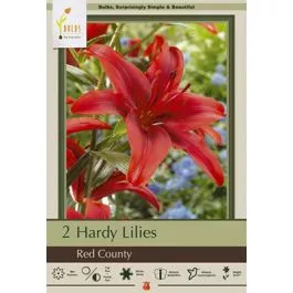 Lilium Red County 2PK