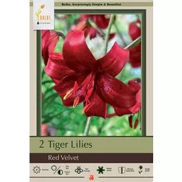 Lilium Red Velvet 2PK
