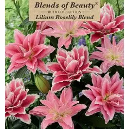 Lilium Roselily 4PK